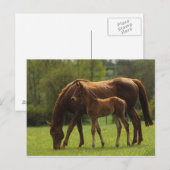 Thoroughbred Mare & Foal 2 Briefkaart (Voorkant / Achterkant)
