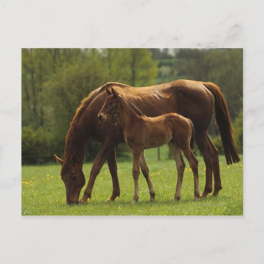 Thoroughbred Mare & Foal 2 Briefkaart (Voorkant)