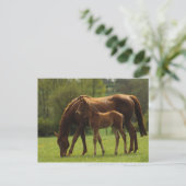 Thoroughbred Mare & Foal 2 Briefkaart (Staand voorkant)