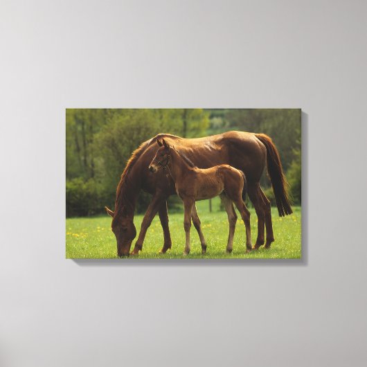 Thoroughbred Mare & Foal 2 Canvas Afdruk (Voorkant)