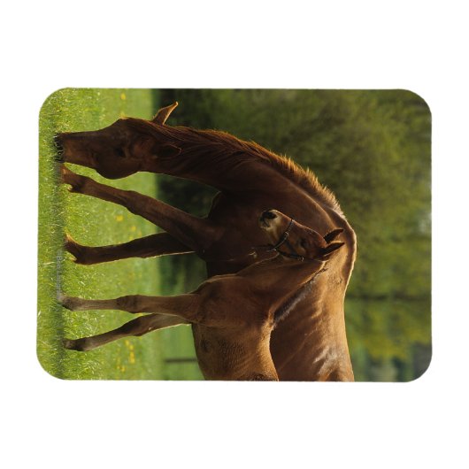 Thoroughbred Mare & Foal 2 Magneet (Horizontaal)