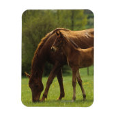 Thoroughbred Mare & Foal 2 Magneet (Verticaal)