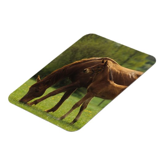 Thoroughbred Mare & Foal 2 Magneet (Linkerzijde)