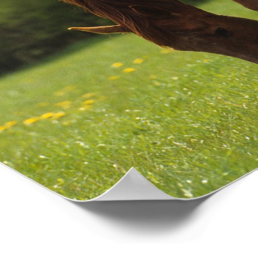 Thoroughbred Mare & Foal 2 Poster (Hoek)