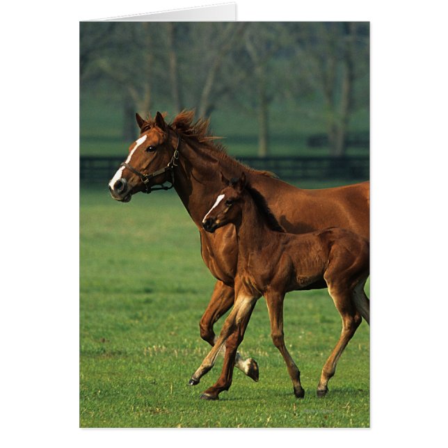 Thoroughbred Mare & Foal 3 (Voorkant)