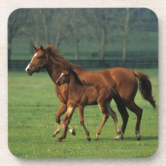 Thoroughbred Mare & Foal 3 Drankjes Onderzetter (Voorkant)