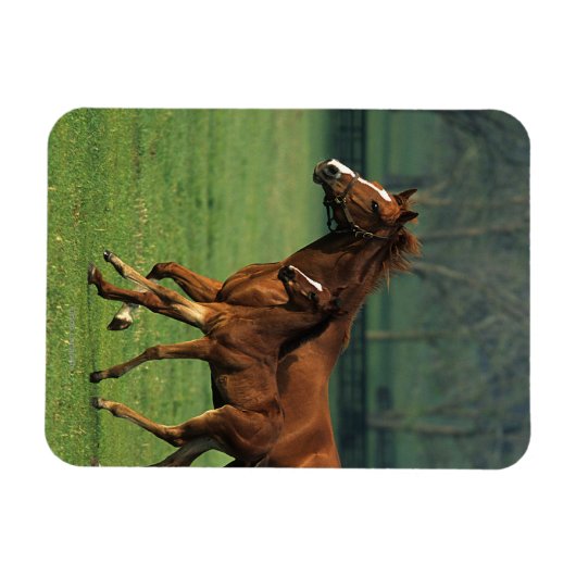 Thoroughbred Mare & Foal 3 Magneet (Horizontaal)