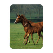 Thoroughbred Mare & Foal 3 Magneet (Verticaal)