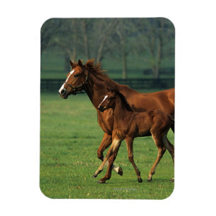 Thoroughbred Mare & Foal 3 Magneet