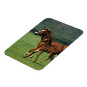 Thoroughbred Mare & Foal 3 Magneet (Linkerzijde)