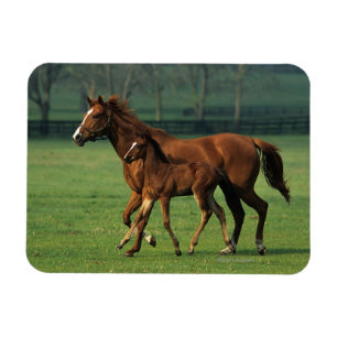 Thoroughbred Mare & Foal 3 Magneet