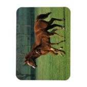 Thoroughbred Mare & Foal 3 Magneet (Verticaal)