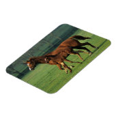 Thoroughbred Mare & Foal 3 Magneet (Linkerzijde)