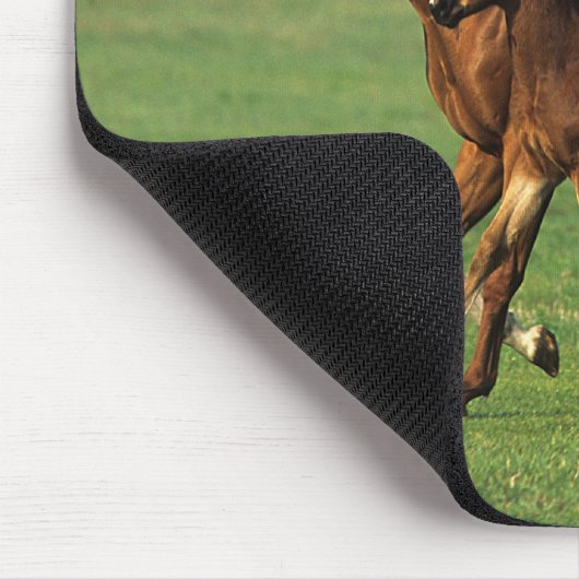 Thoroughbred Mare & Foal 3 Muismat (Hoek)