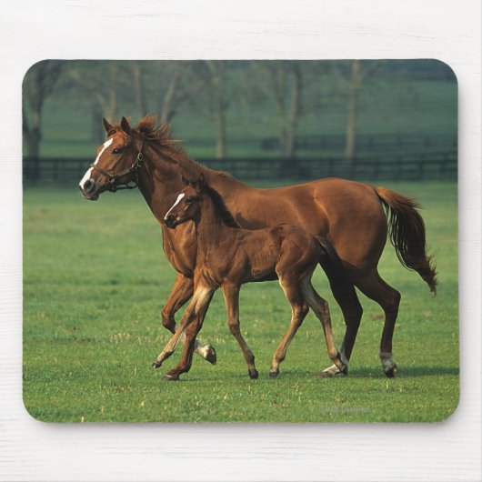 Thoroughbred Mare & Foal 3 Muismat (Voorkant)