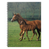 Thoroughbred Mare & Foal 3 Notitieboek (Voorkant)