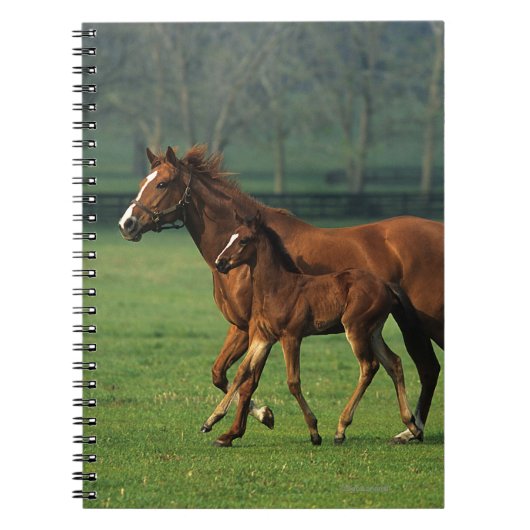 Thoroughbred Mare & Foal 3 Notitieboek (Voorkant)