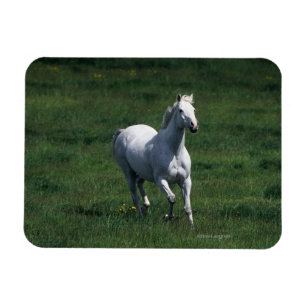Thoroughbred Mare Magneet