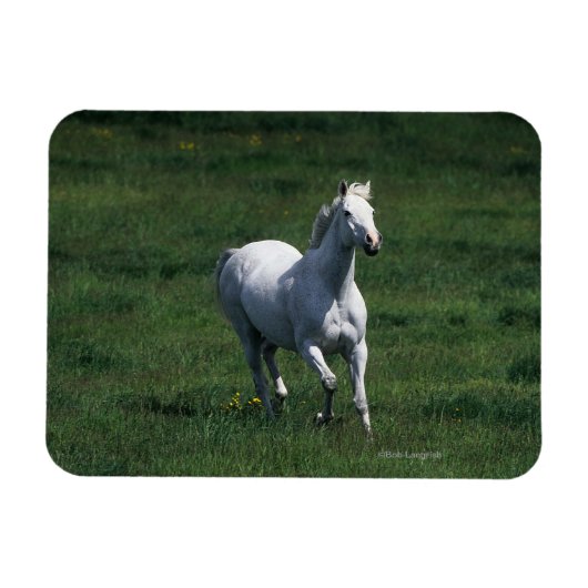 Thoroughbred Mare Magneet (Horizontaal)