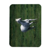 Thoroughbred Mare Magneet (Verticaal)