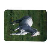 Thoroughbred Mare Magneet (Horizontaal)
