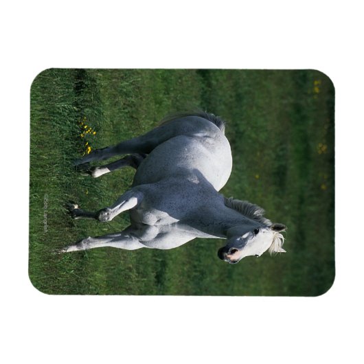 Thoroughbred Mare Magneet (Horizontaal)