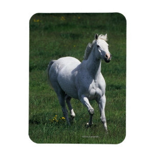 Thoroughbred Mare Magneet
