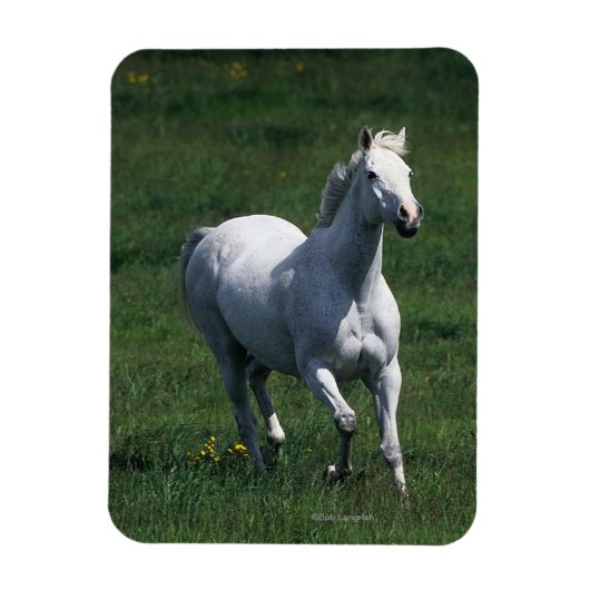 Thoroughbred Mare Magneet (Verticaal)