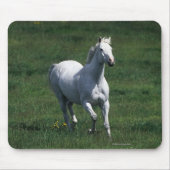 Thoroughbred Mare Muismat (Voorkant)