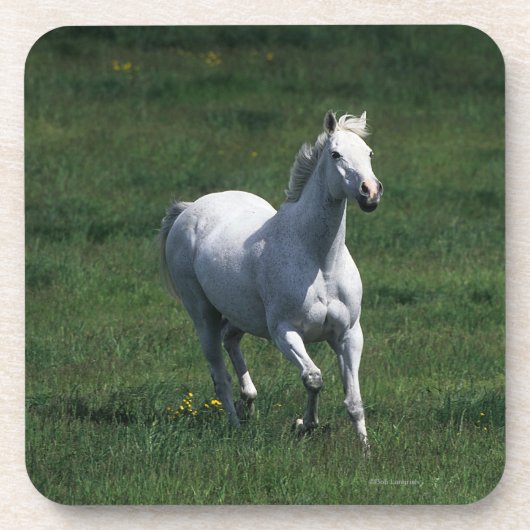 Thoroughbred Mare Onderzetter (Voorkant)