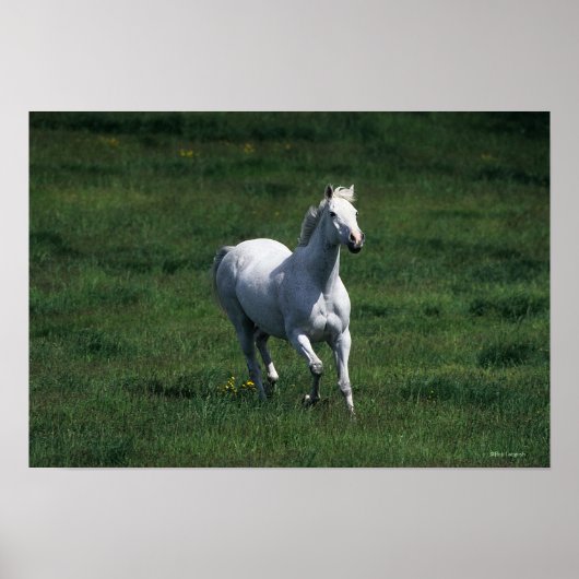 Thoroughbred Mare Poster (Voorkant)