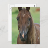 Thoroughbred Race Horse Briefkaart (Voorkant / Achterkant)