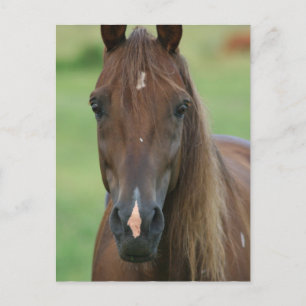 Thoroughbred Race Horse Briefkaart