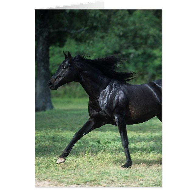 Thoroughbred Running (Voorkant)