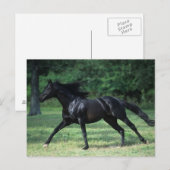 Thoroughbred Running Briefkaart (Voorkant / Achterkant)