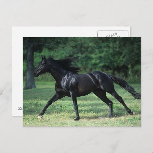 Thoroughbred Running Briefkaart (Voorkant / Achterkant)
