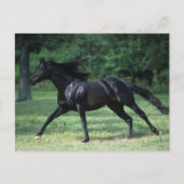 Thoroughbred Running Briefkaart (Voorkant)