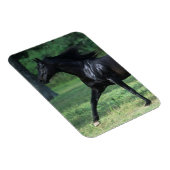 Thoroughbred Running Magneet (Rechterzijde)