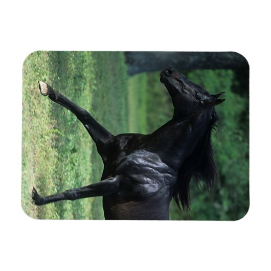 Thoroughbred Running Magneet (Horizontaal)