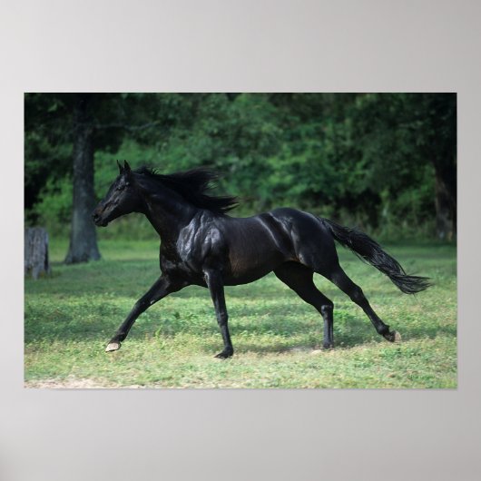 Thoroughbred Running Poster (Voorkant)