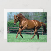 Thoroughbred Stallion, Ierland Briefkaart (Voorkant / Achterkant)