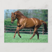 Thoroughbred Stallion, Ierland Briefkaart (Voorkant)