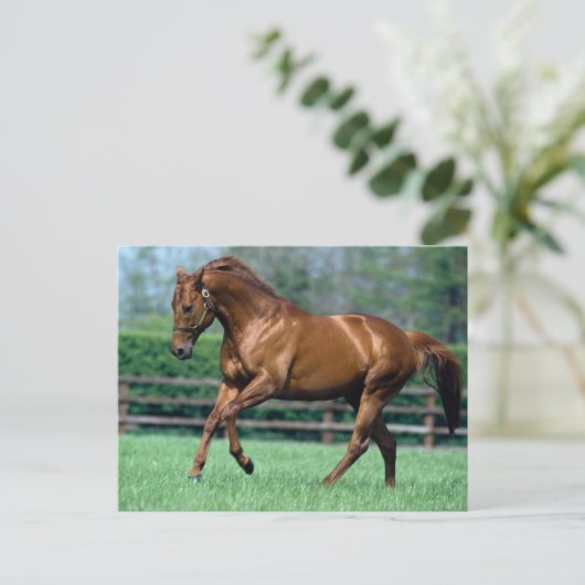 Thoroughbred Stallion, Ierland Briefkaart (Staand voorkant)