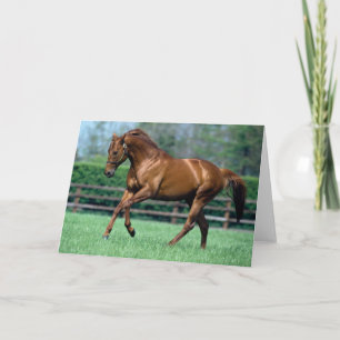 Thoroughbred Stallion, Ierland Kaart
