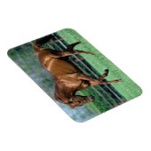 Thoroughbred Stallion, Ierland Magneet (Rechterzijde)