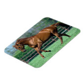 Thoroughbred Stallion, Ierland Magneet (Linkerzijde)