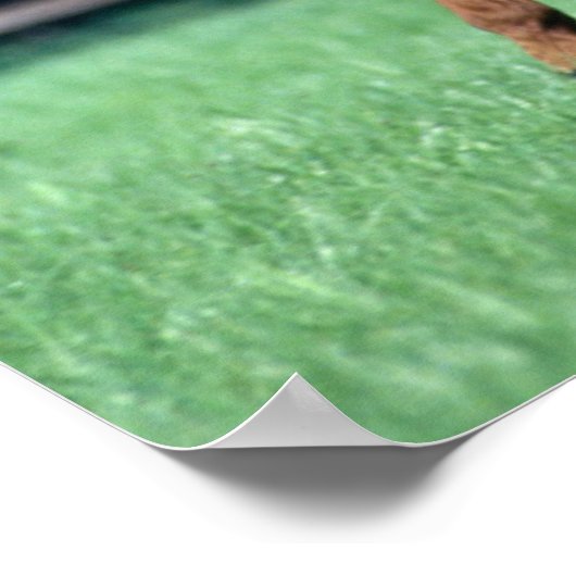 Thoroughbred Stallion, Ierland Poster (Hoek)