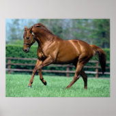 Thoroughbred Stallion, Ierland Poster (Voorkant)