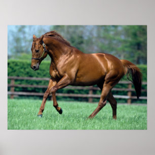 Thoroughbred Stallion, Ierland Poster