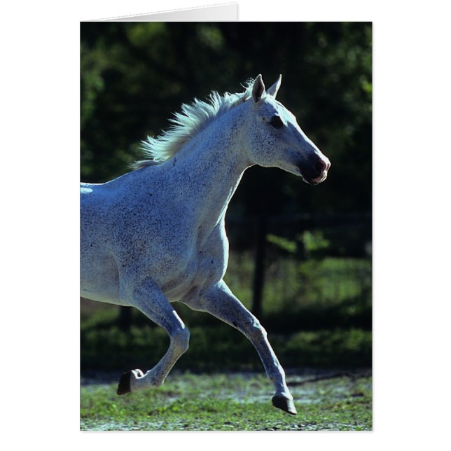 Thoroughbred Stallion Running (Voorkant)